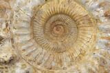 Huge, Jurassic Ammonite Fossil - Madagascar #137865-3
